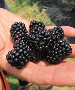 Natchez Thornless Blackberry Plant – Live Starter Plant – 4-6 inch – Outdoor Edible Fruit Shrub - Image 4
