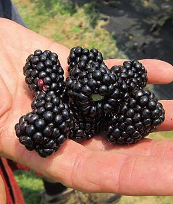 Natchez Thornless Blackberry Plant – Live Starter Plant – 4-6 inch – Outdoor Edible Fruit Shrub - Image 4