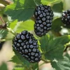Natchez Thornless Blackberry Plant – Live Starter Plant – 4-6 inch – Outdoor Edible Fruit Shrub - Image 1