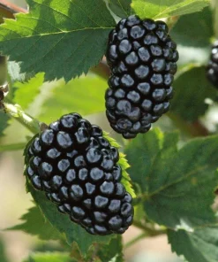 Natchez Thornless Blackberry Plant – Live Starter Plant – 4-6 inch – Outdoor Edible Fruit Shrub - Image 1