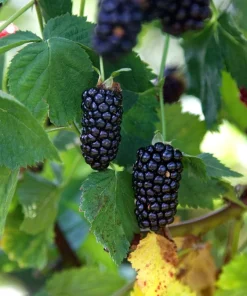 Natchez Thornless Blackberry Plant – Live Starter Plant – 4-6 inch – Outdoor Edible Fruit Shrub - Image 5