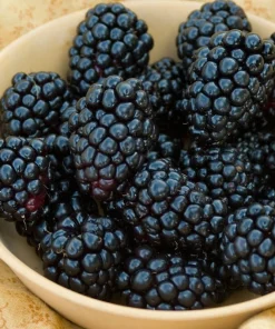 Natchez Thornless Blackberry Plant – Live Starter Plant – 4-6 inch – Outdoor Edible Fruit Shrub - Image 6