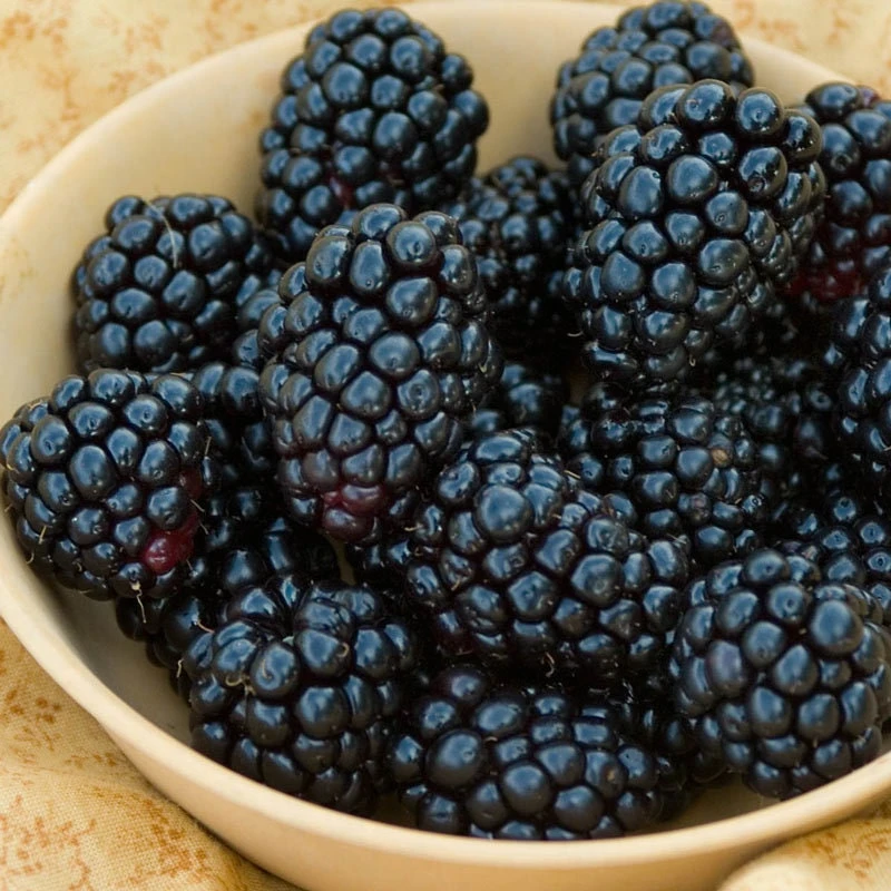 Natchez Thornless Blackberry Plant – Live Starter Plant – 4-6 inch – Outdoor Edible Fruit Shrub - Image 6