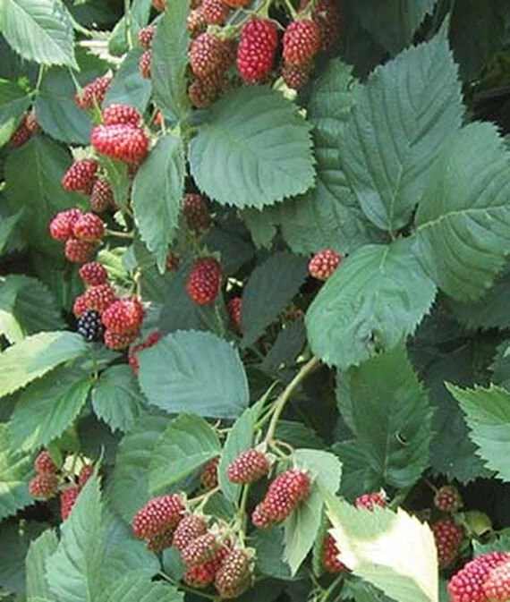 Natchez Thornless Blackberry Plant – Live Starter Plant – 4-6 inch – Outdoor Edible Fruit Shrub - Image 7