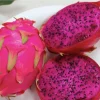 Natural Mystic Pitaya Fruit Tree - Live Dragon Fruit Plant - Image 1