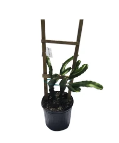 Natural Mystic Pitaya Fruit Tree - Live Dragon Fruit Plant - Image 2