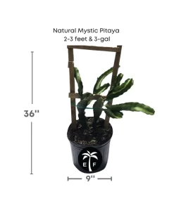 Natural Mystic Pitaya Fruit Tree - Live Dragon Fruit Plant - Image 3