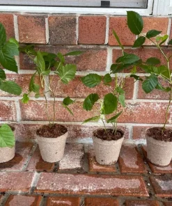 Navaho Thornless Blackberry Plant - Live Berry Plant - 4-6 Inch - Image 2