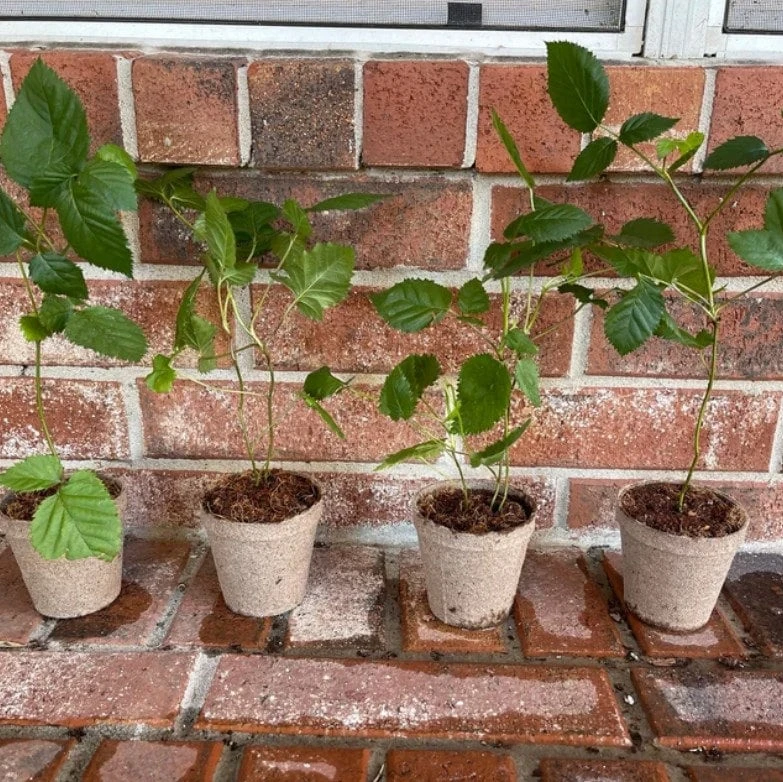 Navaho Thornless Blackberry Plant - Live Berry Plant - 4-6 Inch - Image 2