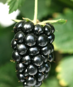 Navaho Thornless Blackberry Plant - Live Berry Plant - 4-6 Inch - Image 3