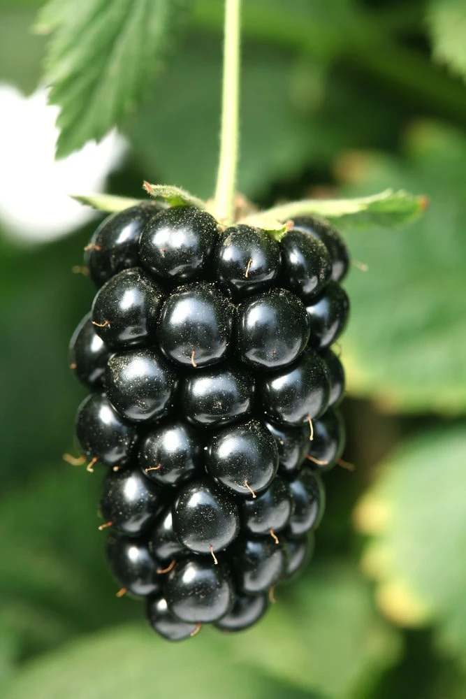Navaho Thornless Blackberry Plant - Live Berry Plant - 4-6 Inch - Image 3