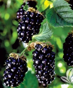 Navaho Thornless Blackberry Plant - Live Berry Plant - 4-6 Inch - Image 4