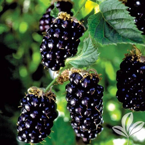 Navaho Thornless Blackberry Plant - Live Berry Plant - 4-6 Inch - Image 4