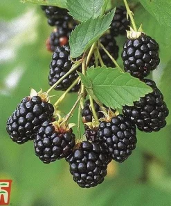 Navaho Thornless Blackberry Plant - Live Berry Plant - 4-6 Inch - Image 5