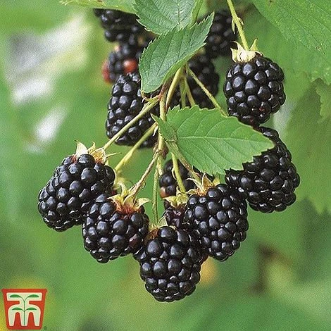 Navaho Thornless Blackberry Plant - Live Berry Plant - 4-6 Inch - Image 5