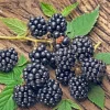 Navaho Thornless Blackberry Plant - Live Berry Plant - 4-6 Inch - Image 1