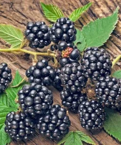 Navaho Thornless Blackberry Plant - Live Berry Plant - 4-6 Inch - Image 1