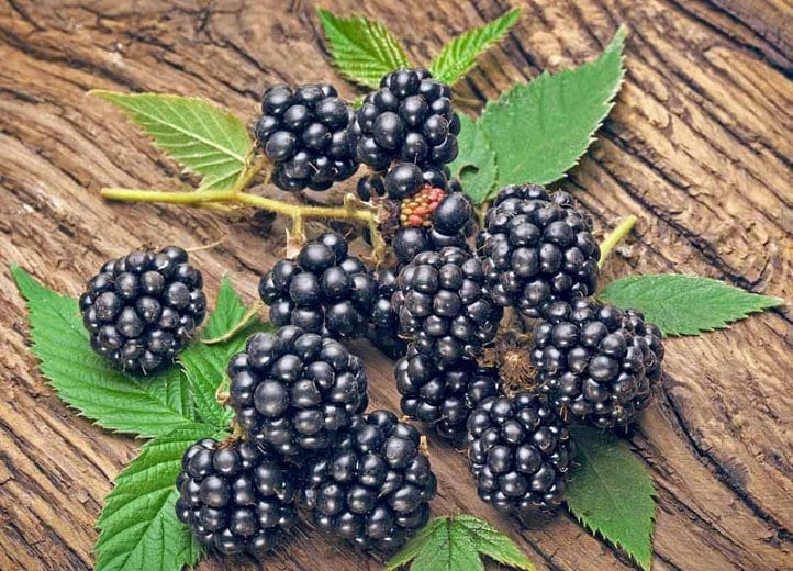 Navaho Thornless Blackberry Plant - Live Berry Plant - 4-6 Inch - Image 1