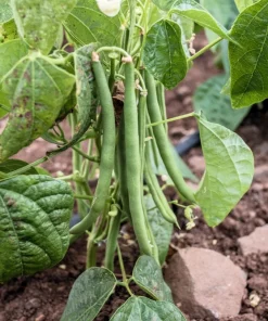 Navy Bean Seeds - Michigan Pea White Soup Vegetable Seeds - 50 Count - Image 3