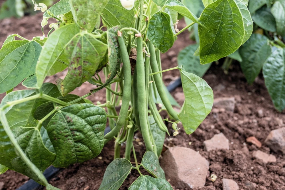 Navy Bean Seeds - Michigan Pea White Soup Vegetable Seeds - 50 Count - Image 3