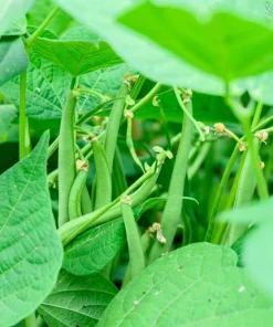 Navy Bean Seeds - Michigan Pea White Soup Vegetable Seeds - 50 Count - Image 4