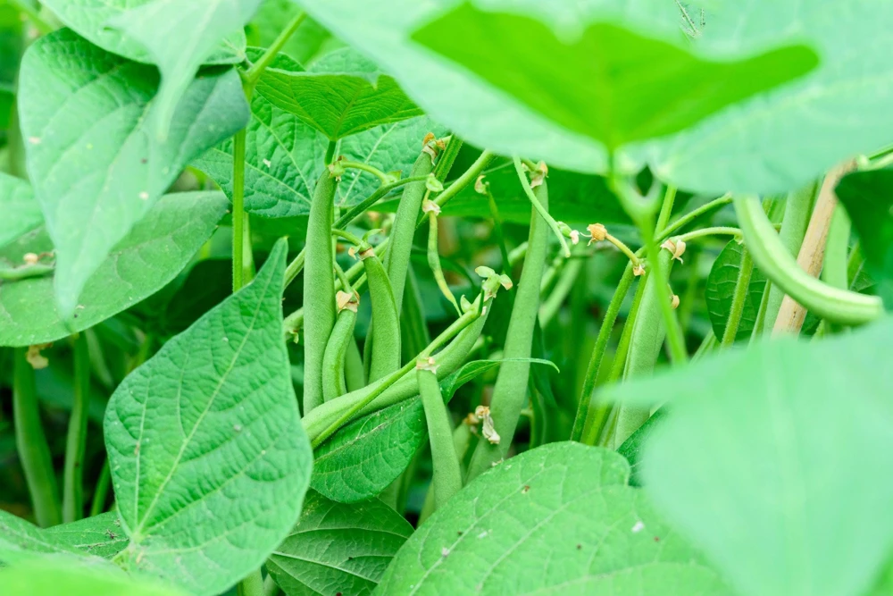 Navy Bean Seeds - Michigan Pea White Soup Vegetable Seeds - 50 Count - Image 4