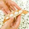 Navy Bean Seeds - Michigan Pea White Soup Vegetable Seeds - 50 Count - Image 1