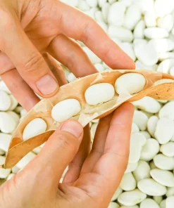 Navy Bean Seeds - Michigan Pea White Soup Vegetable Seeds - 50 Count - Image 1