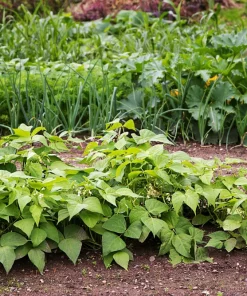 Navy Bean Seeds - Michigan Pea White Soup Vegetable Seeds - 50 Count - Image 5