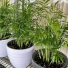 Neanthe Bella Palm Live Plant - Parlor Palm Indoor Houseplant Potted - Image 1