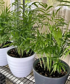 Neanthe Palm Live Plant - Chamaedorea Elegans Potted Houseplant - Image 1