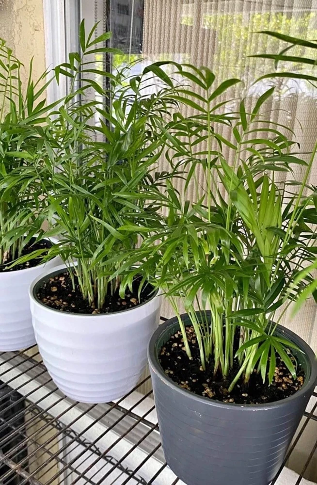 Neanthe Palm Live Plant - Chamaedorea Elegans Potted Houseplant - Image 1