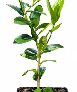 Needlepoint Holly Live Shrub – 10-16" Tall Plant – Quart Pot – Outdoor Evergreen Bush - Image 2
