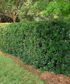 Needlepoint Holly Live Shrub – 10-16