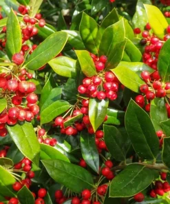 Needlepoint Holly Live Shrub – 10-16