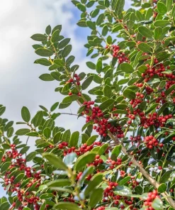 Needlepoint Holly Live Shrub – 10-16