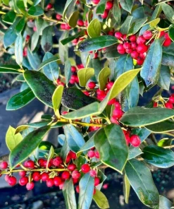 Needlepoint Holly Live Shrub – 10-16