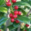 Needlepoint Holly Live Shrub – 10-16" Tall Plant – Quart Pot – Outdoor Evergreen Bush - Image 1
