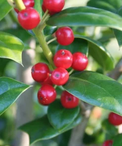 Needlepoint Holly Live Shrub – 10-16" Tall Plant – Quart Pot – Outdoor Evergreen Bush - Image 1