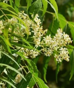 Neem Tree Live Plant 1-2 Ft Tall in 2 Gallon Pot, Tropical Ornamental Garden Tree - Image 2