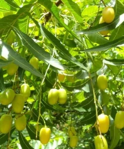 Neem Tree Live Plant 1-2 Ft Tall in 2 Gallon Pot, Tropical Ornamental Garden Tree - Image 3