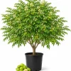 Neem Tree Live Plant 1-2 Ft Tall in 2 Gallon Pot, Tropical Ornamental Garden Tree - Image 1