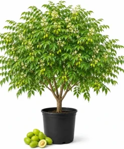 Neem Tree Live Plant 1-2 Ft Tall in 2 Gallon Pot, Tropical Ornamental Garden Tree - Image 1