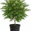 Neem Tree Live Plant - Tropical Green, 1-2 Ft Tall in 2 Gallon Pot for Home Garden - Image 1