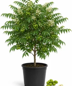 Neem Tree Live Plant - Tropical Green, 1-2 Ft Tall in 2 Gallon Pot for Home Garden - Image 1