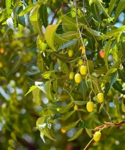 Neem Tree Live Plant - Tropical Green, 1-2 Ft Tall in 2 Gallon Pot for Home Garden - Image 2