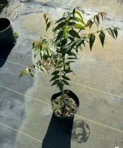 Neem Tree Live Plant - Tropical Green, 1-2 Ft Tall in 2 Gallon Pot for Home Garden - Image 5