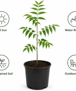 Neem Tree Live Plant - Tropical Green, 1-2 Ft Tall in 2 Gallon Pot for Home Garden - Image 7