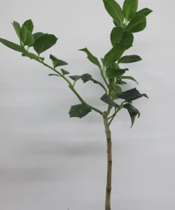 Nellie R. Stevens Holly Live Plant - Evergreen Shrub, 6-12