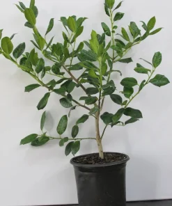 Nellie R. Stevens Holly Live Plant - Evergreen Shrub, 18-24